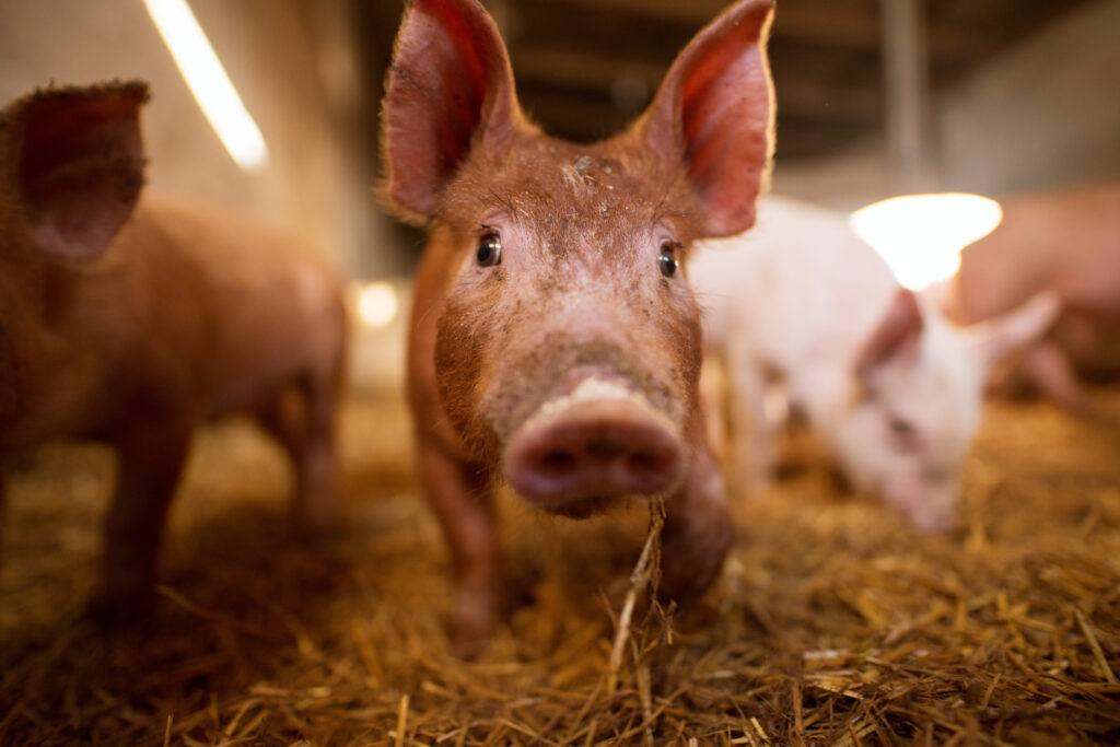 a small piglet in the farm. swine in a stall. shallow depth of f