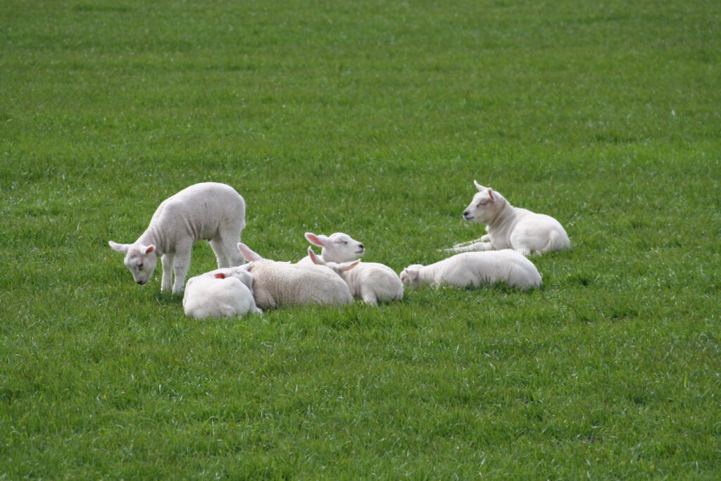 lammetjes